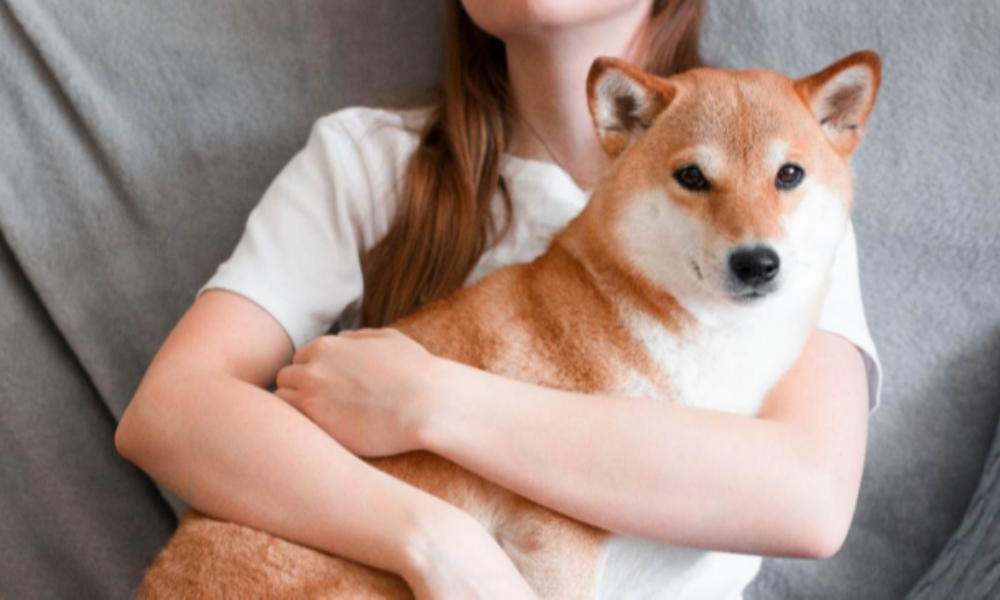 假送養真詐欺 領養柴犬遭坑萬元疫苗費